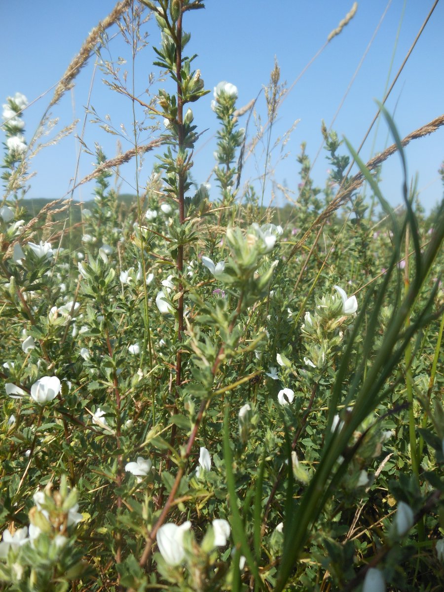 Ononis spinosa L. a fiori bianchi